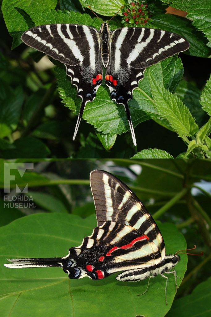Zebra Swallowtail ID photos. Male and female butterflies look similar. Butterfly has long ’Swallowtail’ that ends in a point. Open wings are black with white stripes and red spots, closed wings have similar markings. The body is also striped.