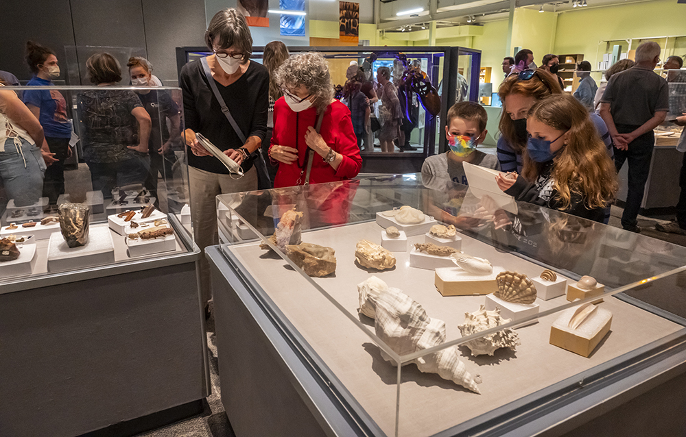people looking at fossils in cases
