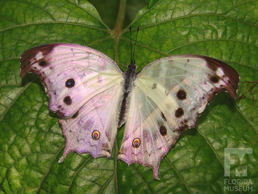 Forest Mother-of-Pearl Butterfly with wings open. The wings are white with small dark spots, dark-brown edges and a pink iridescent sheen.