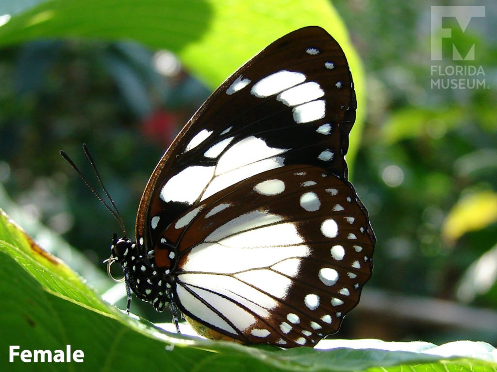 Female Forest Queen butterfly with closed wings. Butterfly is black with white markings.