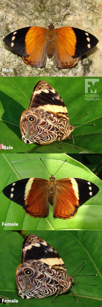 Male and Female Blomfild's Beauty butterfly ID photos with open and closed wings. Male butterfly with open wings are orange with black tips. Three cream-colored spots are on the black tips. Female Blomfild's Beauty butterfly with open wings are orange with a cream-colored stripes and black tips. Three cream-colored spots are on the black tips. With closed wings male and female butterflies are similar. Closed wings are cream and brown with a swirling design and a black and cream stripe.