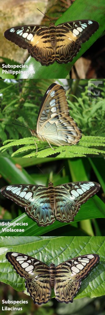 Clipper butterfly, Subspecies philippinensis, violaceae, and lilacinus, photos with open and closed wings. Butterfly has dense, striped markings. With wings closed the Clipper butterfly is tan with black, white and light blue markings. Subspecies philippinensis with wings open is brown with black, tan and white markings. Subspecies philippinensis with wings open is brown with marking in tan and several shades of blue. Subspecies lilacinus with wings open is brown with marking in tan, white, and black with a light green cast.