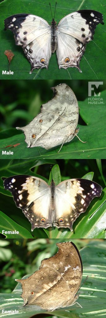 Male and Female Clouded Mother-of-Pearl butterfly ID photos with open and closed wings. Wings are large. Male butterfly with open wings are white with black tips and edges. Closed wings are grey/white with mottled design. Female with open wings are white/cream colored with black tips and edges. Closed wings are brown and look like leaves.