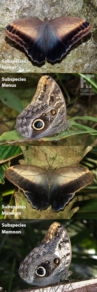 Common Owl butterfly, Subspecies and memnon and menus, photos with open and closed wings Subspecies menus with wings open is tan with darker stripes along the wings edge and blue along the center of the wings. With wings closed it is mottled grey, tan, white, and brown with a large eye spot. Subspecies memnon with wings open is brown with lighter and darker stripes and faintly blue along the edges. Subspecies memnon with wings closed is mottled grey, white, and brown with a large eye spot.