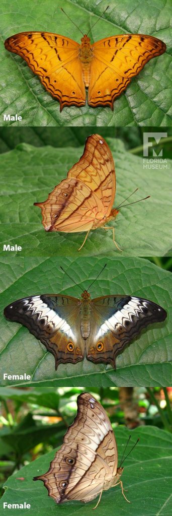 Male and Female Crusier butterfly ID photos with open and closed wings. Female Crusier butterfly with open wings is greenish-brown with white bands and faint black markings. Female with closed wings is cream/brown with thin brown markings. Male butterfly with open wings is bright orange with faint black markings. Male with closed wings is orange with faint brown markings.