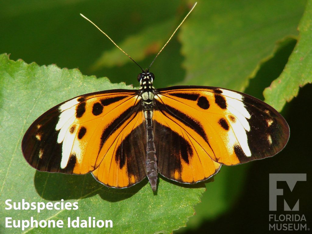 Subspecies Euphone Idalion Veriable Longwing butterfly with open wings. Wings are orange with black tips, a white band runs between the orange center and the black tips. Many black spots and stripes run across the orange