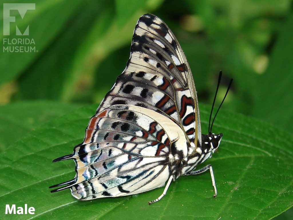 Male Savannah Charaxes Butterfly wings close has many cream, grey and dark orange markings.