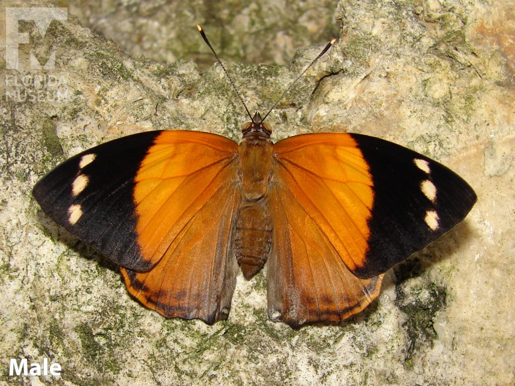 Male Blomfild's Beauty butterfly with open wings. Butterfly wings are orange with black tips. Three cream-colored spots are on the black tips