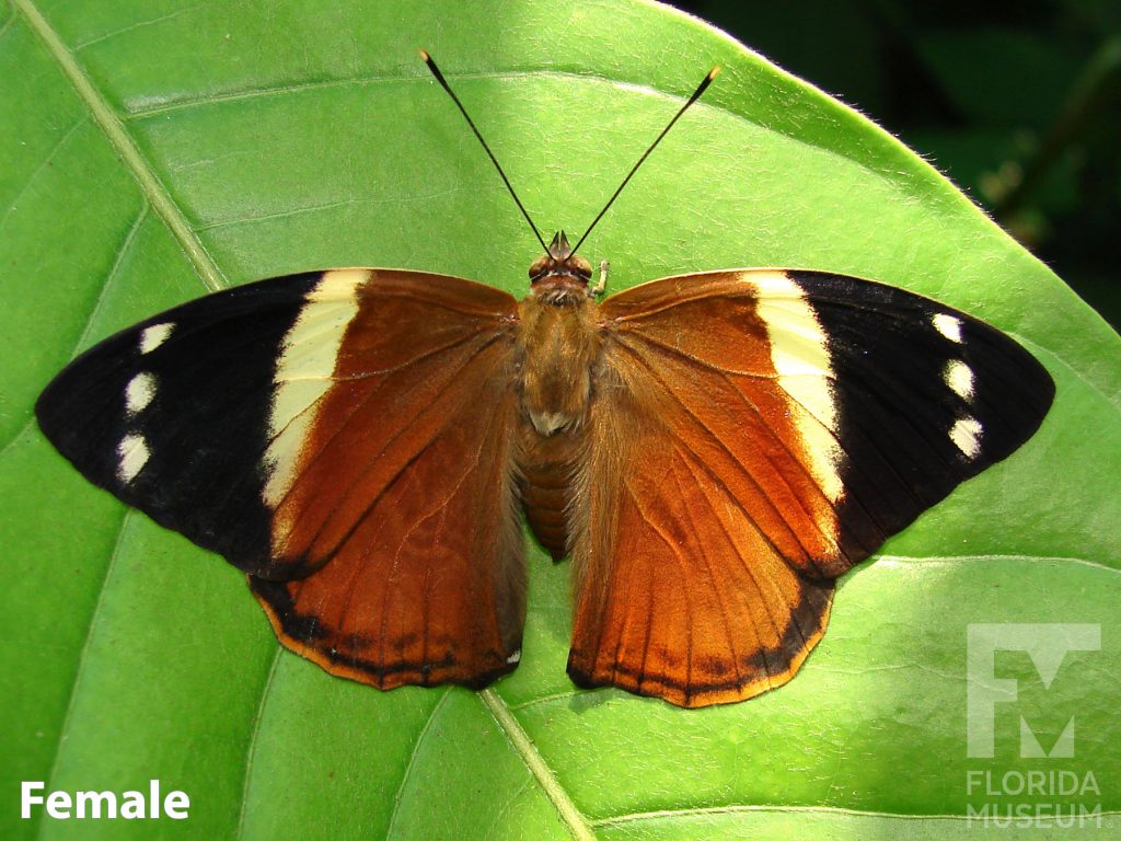 Female Blomfild's Beauty butterfly with open wings. Butterfly wings are orange with a cream-colored stripes and black tips. Three cream-colored spots are on the black tips