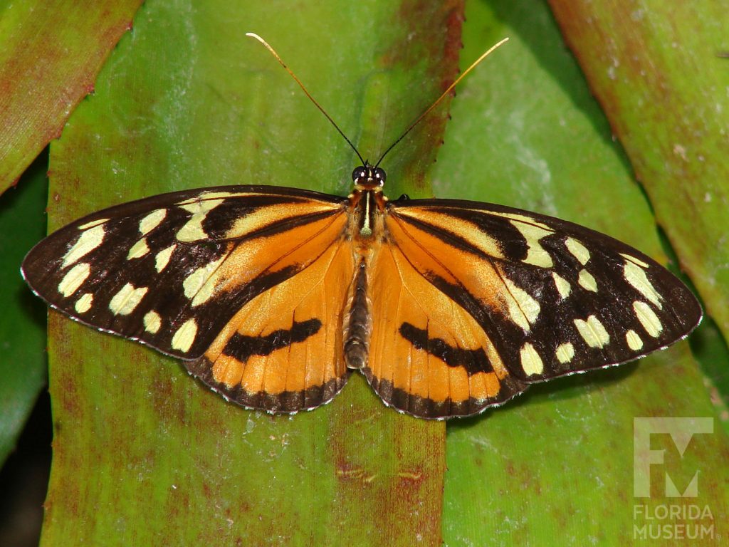 Harmonia Tigerwing Butterfly with wings open. The lower wing is orange, the upper wing has many black, orange and pale-yellow markings with the pale-yellow markings near the wing tip. The body is orange and black.