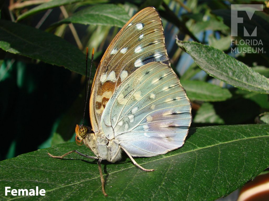 Female Archduke butterfly with closed wings. Butterfly shades of light blue/green with white dots