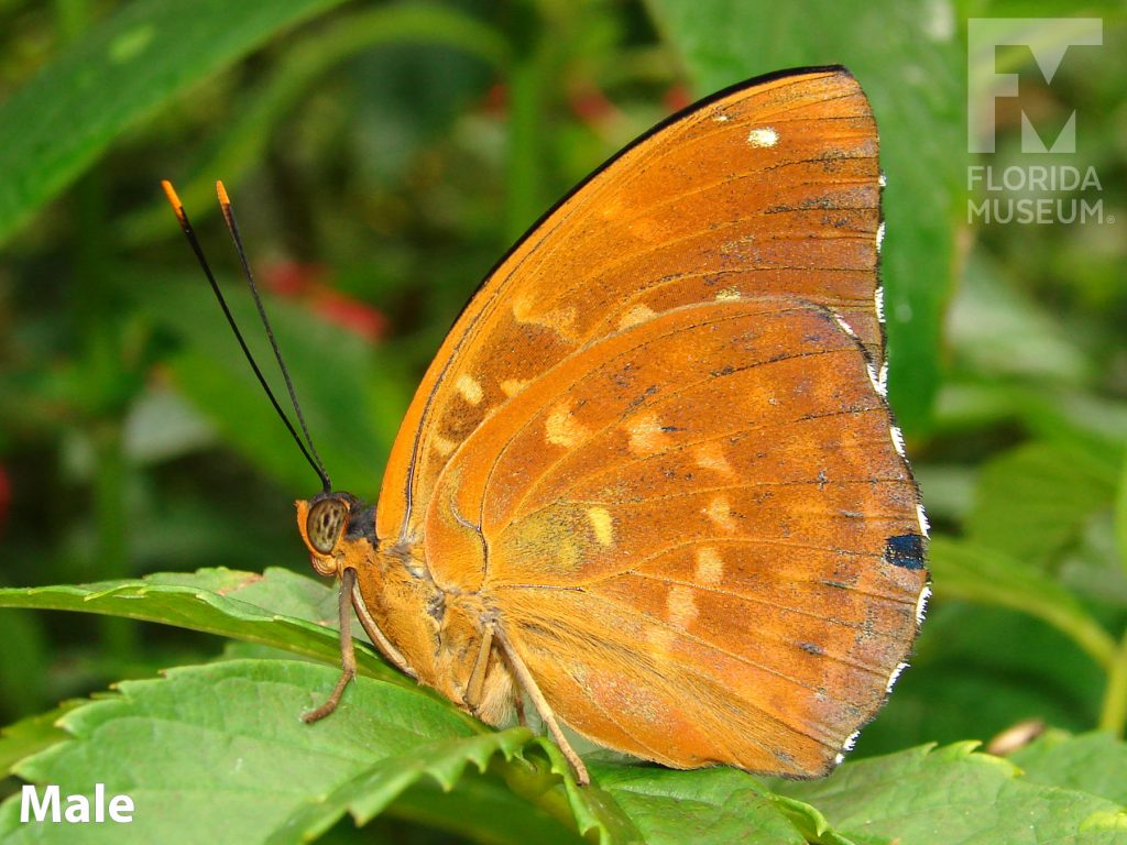 Male Archduke butterfly with closed wings. Butterfly is orange with faint mottled markings.