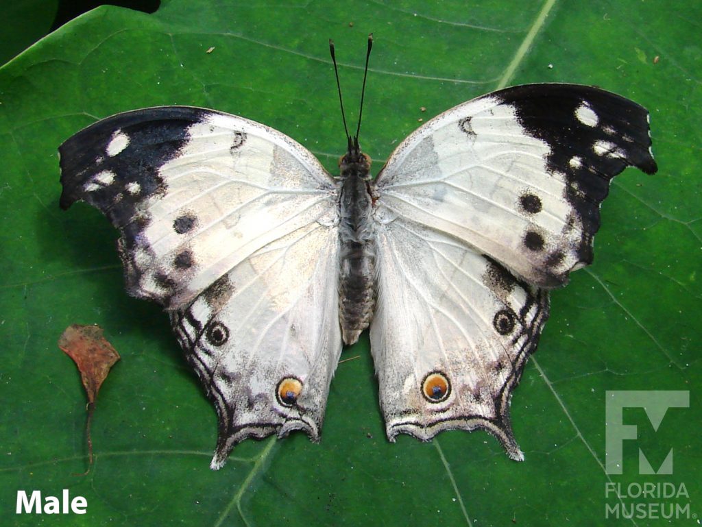Male Clouded Mother-of-Pearl butterfly with open wings. Butterfly has large white wings with black tips and edges.