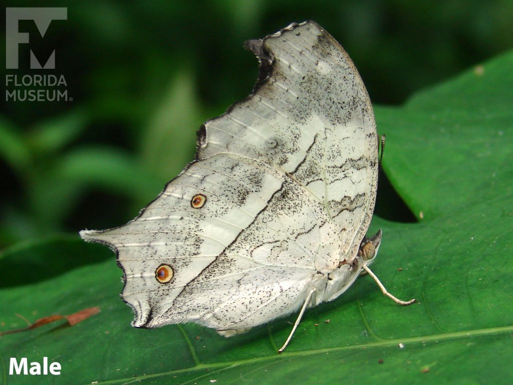Male Clouded Mother-of-Pearl butterfly with closed wings. Butterfly has large grey/white wings.
