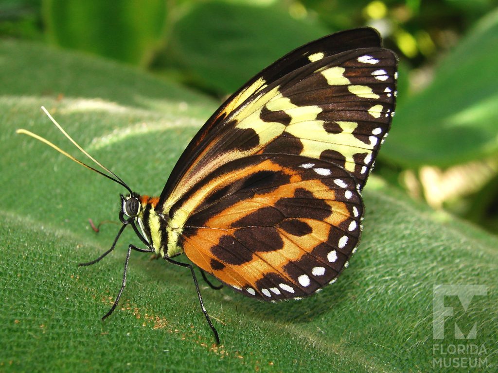 Harmonia Tigerwing Butterfly with wings closed. The lower wing is black and orange, the upper wing black and yellow. Many white dots form a row along the upper and lower wing edges. The body is yellow and black striped.