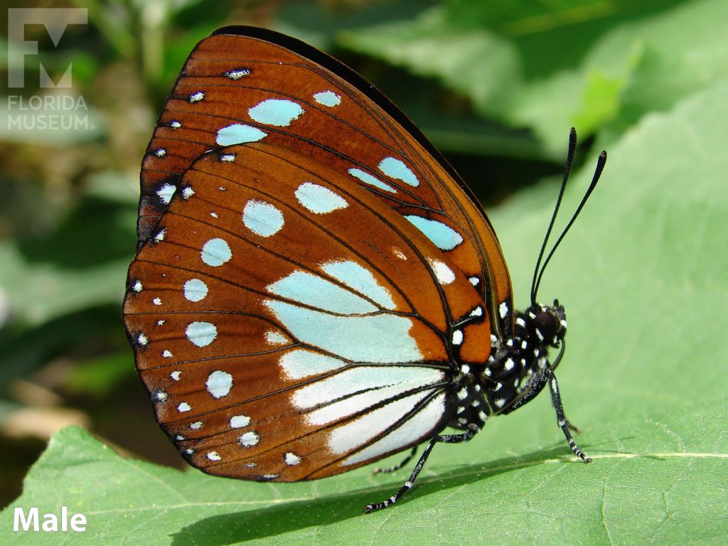Male Forest Queen butterfly with closed wings. Butterfly is brown with pale-blue markings.