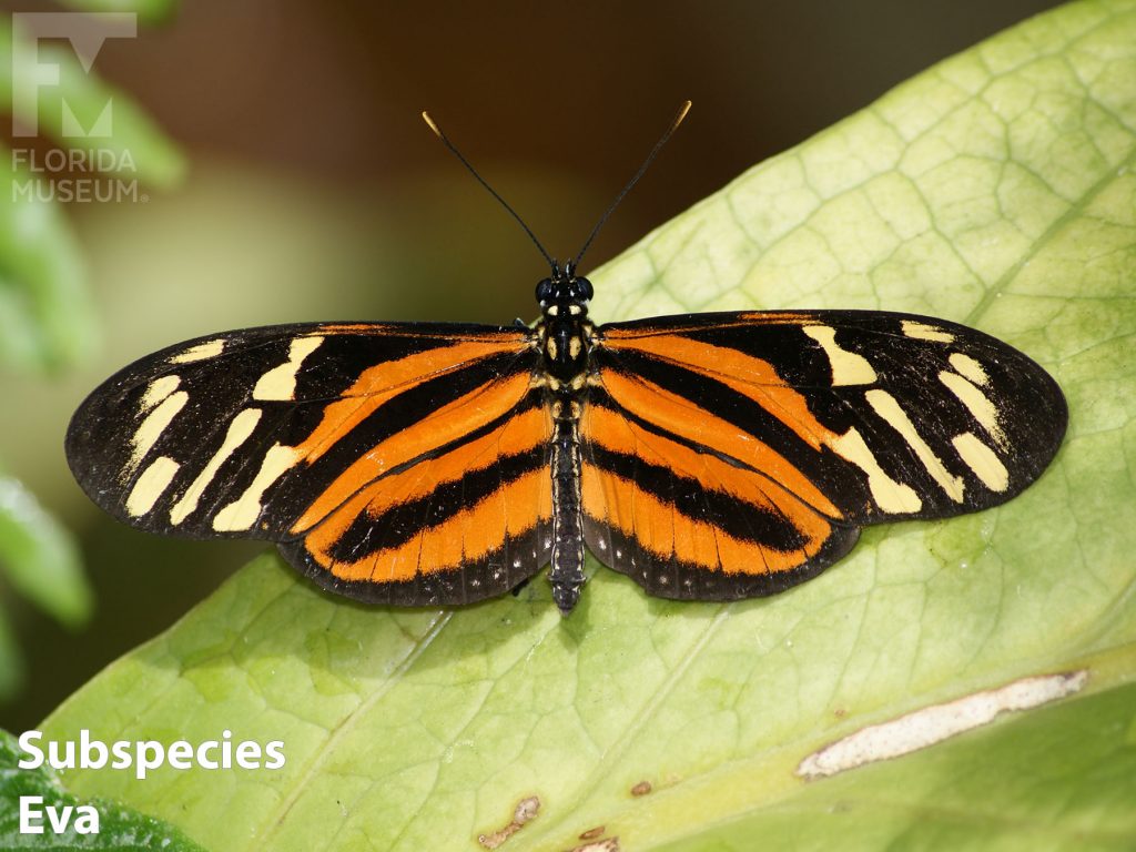 Isabella's Longwing butterfly Subspecies Eva butterfly with wings opened. Wings are long and narrow. Butterfly is black with orange marking at the center and cream colored markings along the wing tips. Orange is a lighter shade than the Subspecies Arguata