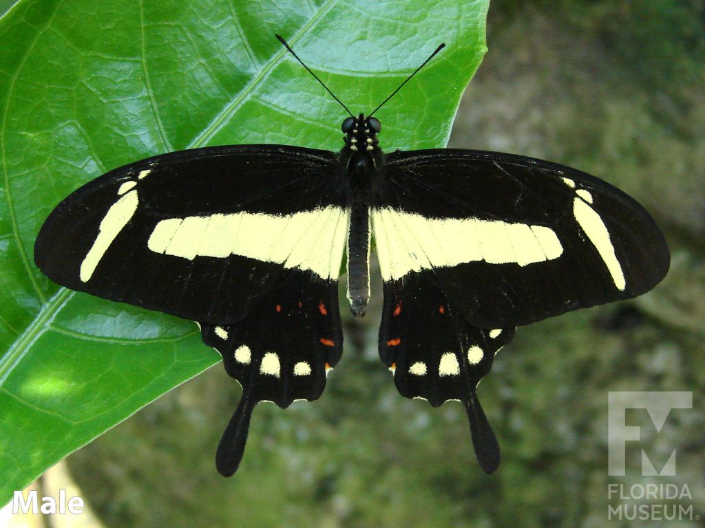 Male Torquatas Swallowtail butterfly with open wings. Butterfly is black with yellow bands. Wings end in a long point.