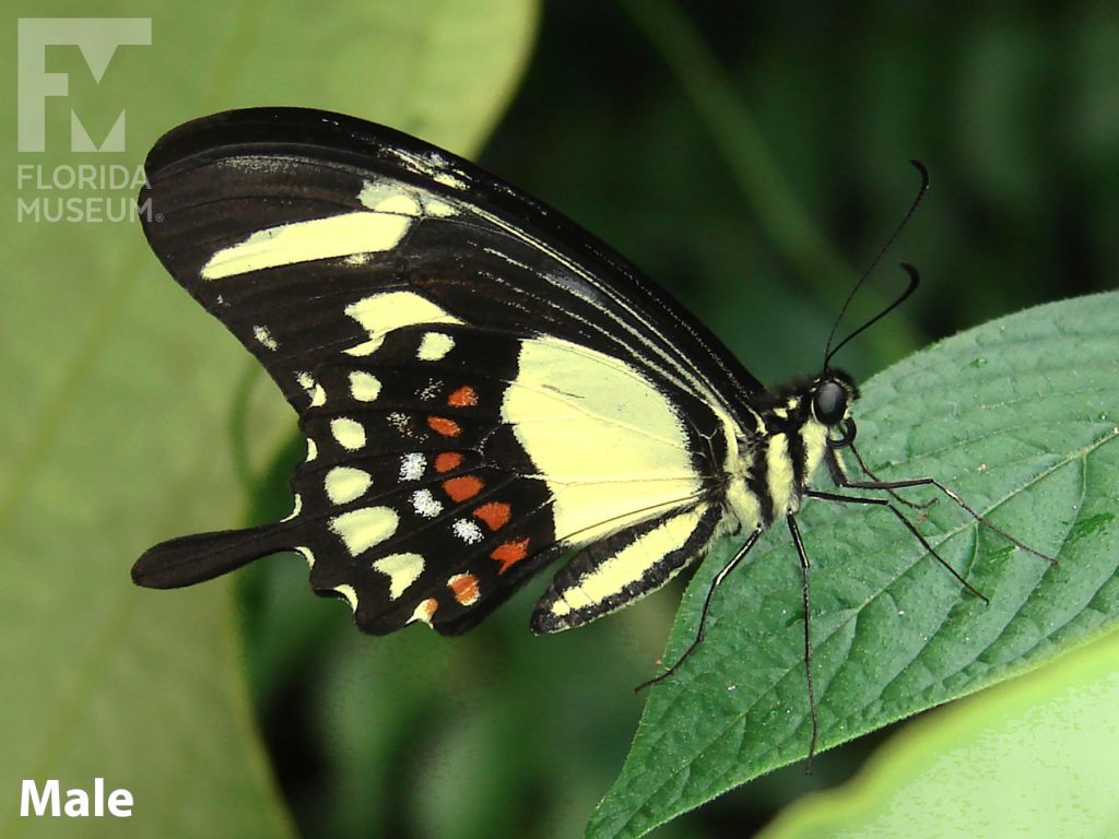 Female Torquatas Swallowtail butterfly with closed wings. Butterfly is black with yellow and red markings. Wings end in a long point.