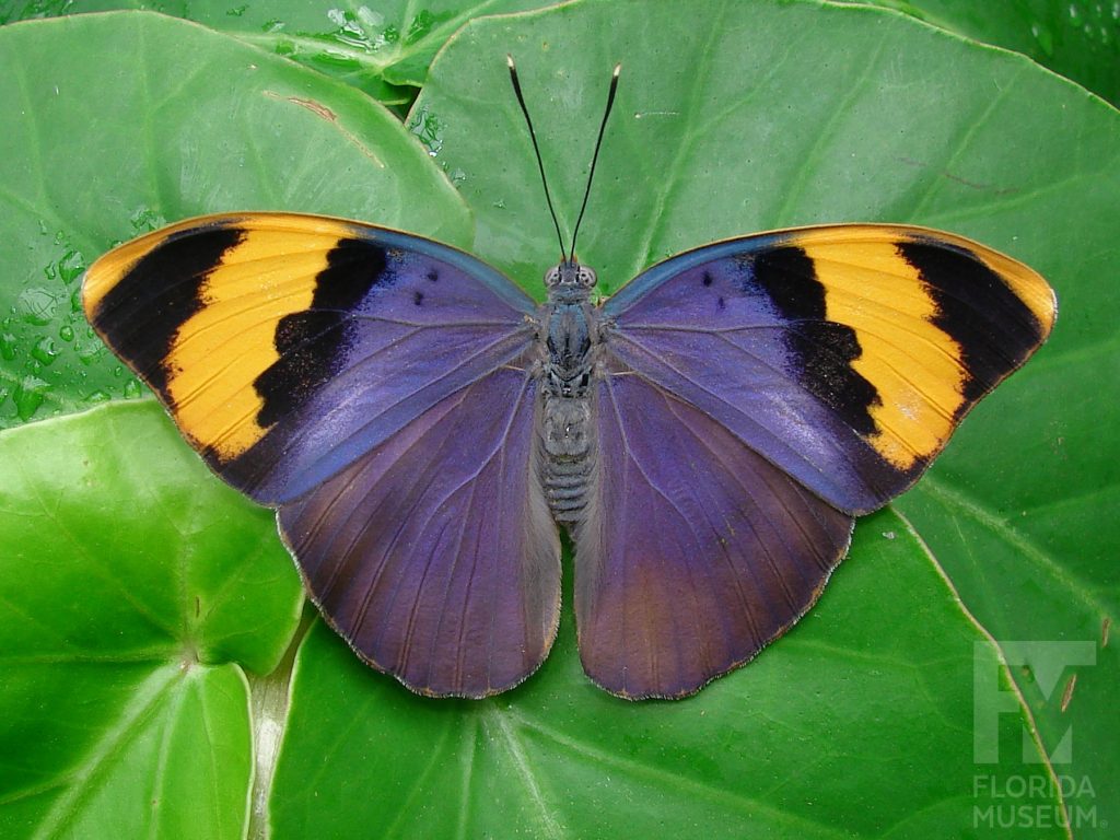Gold-banded Forester butterfly with wings open. Butterfly is bright blue with black and orange bands at the wing tips