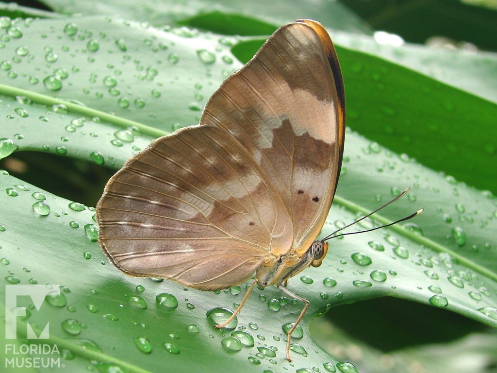 Gold-banded Forester butterfly with wings closed. Butterfly is mottled light brown.
