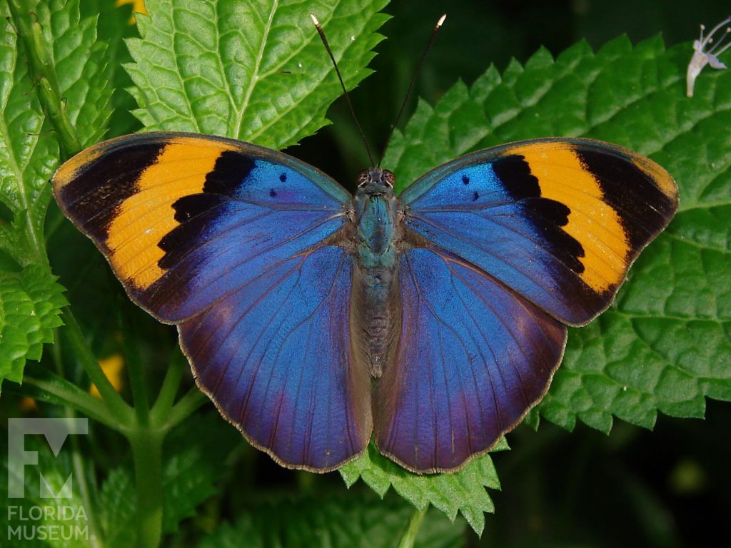 Gold-banded Forester butterfly with wings open. Butterfly is bright blue with black and orange bands at the wing tips