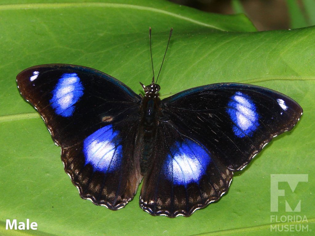 Male Great Eggfly butterfly with open wings. Butterfly is black with large white and blue spots.