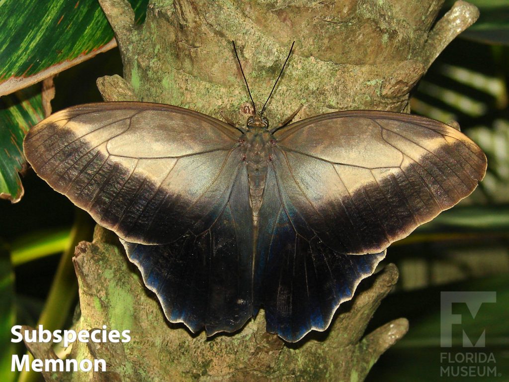 Common Owl butterfly Subspecies memnon with wings open. Butterfly is brown with lighter and darker stripes and faintly blue along the edges