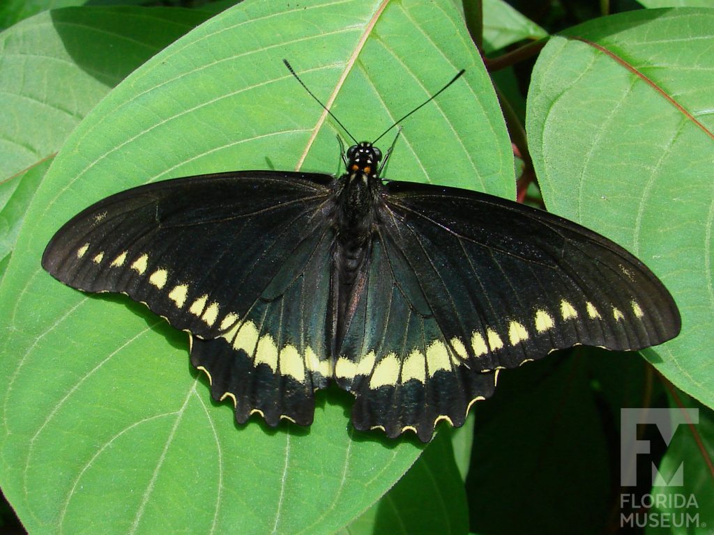 Gold Rim Swallowtail butterfly with open wings. Butterfly wings are black with yellow markings along the edges.