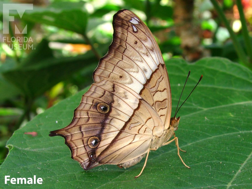 Female Crusier butterfly with closed wings. Butterfly is cream/brown with thin brown markings.