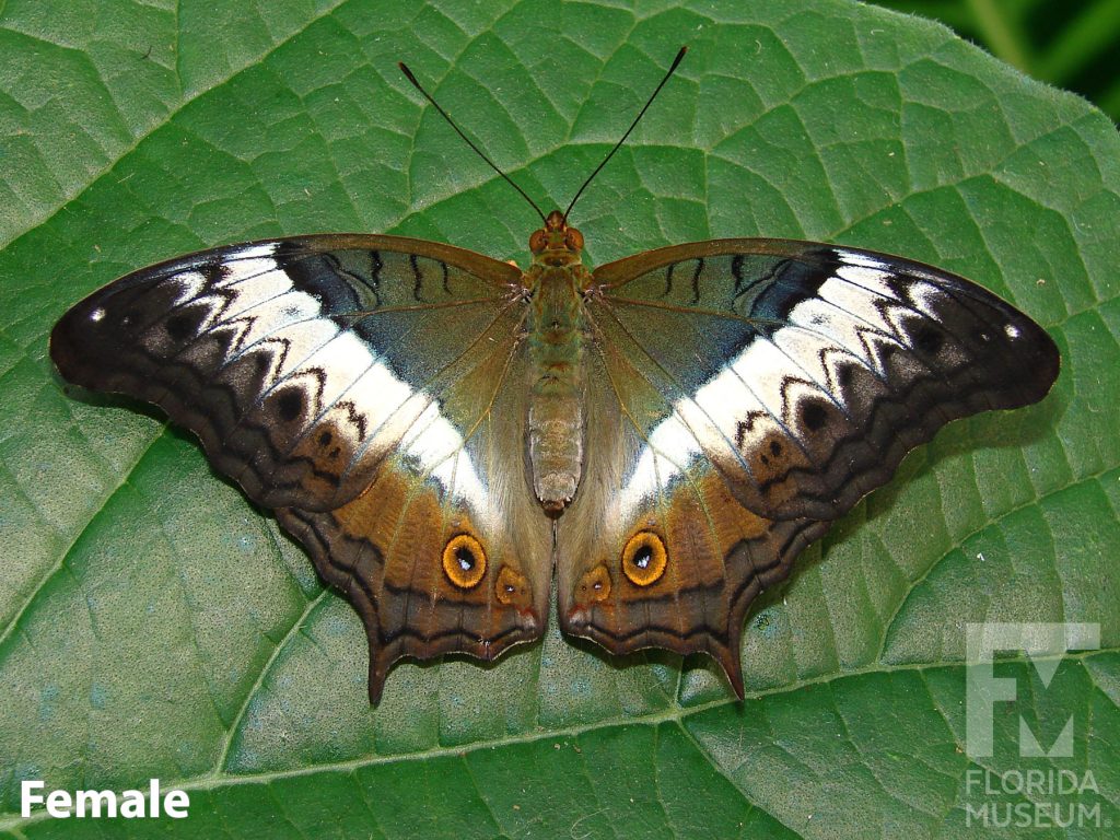 Female Crusier butterfly with open wings, Butterfly is greenish-brown with white bands and faint black markings.