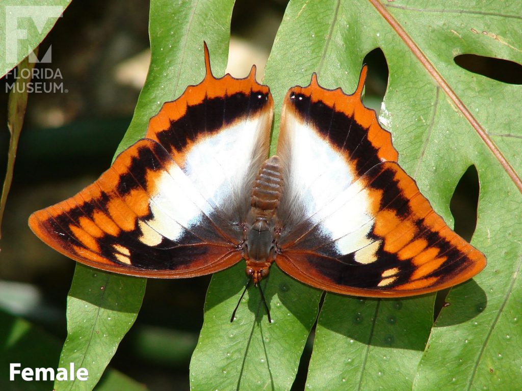 Female Flame-bordered Charaxes butterfly with open wings. Butterfly wings are white at the center with black and orange edges.