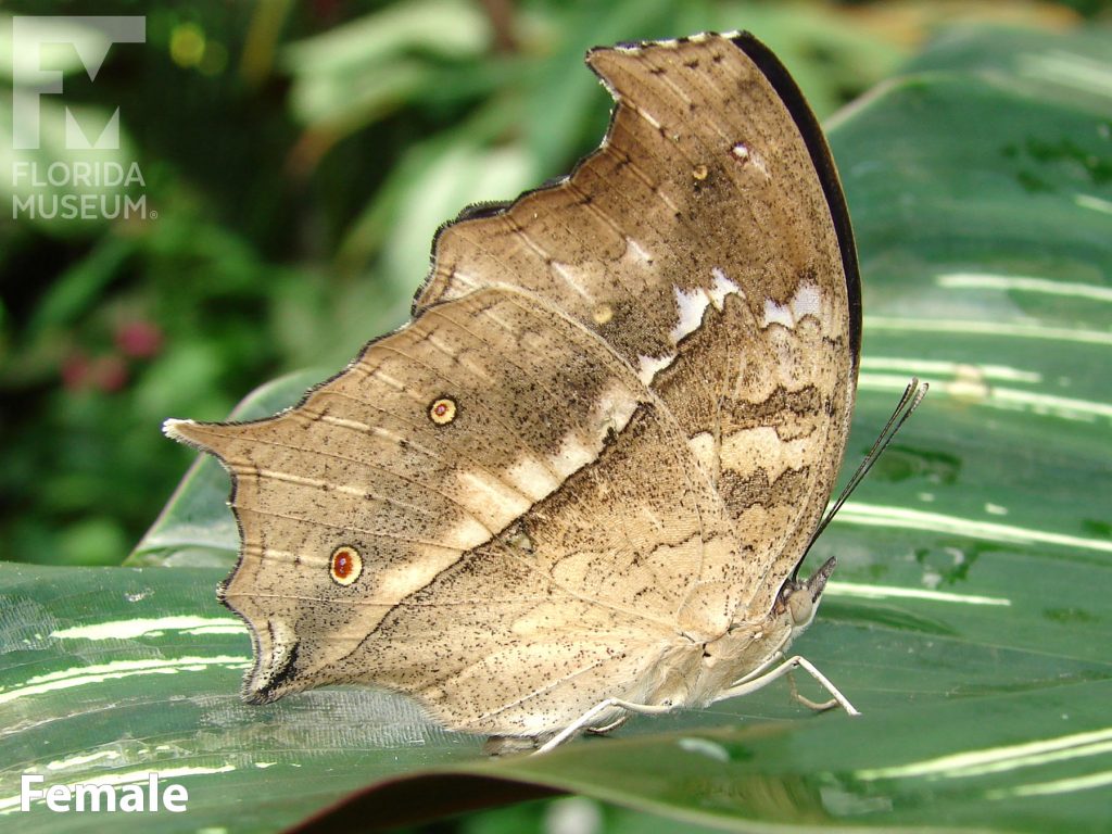 Female Clouded Mother-of-Pearl butterfly with closed wings. Butterfly has large brown wings that looks like leaves.