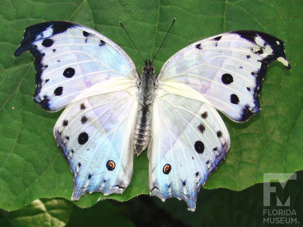 Forest Mother-of-Pearl Butterfly with wings open. The wings are white with small dark spots, black edges and a blue/green iridescent sheen.