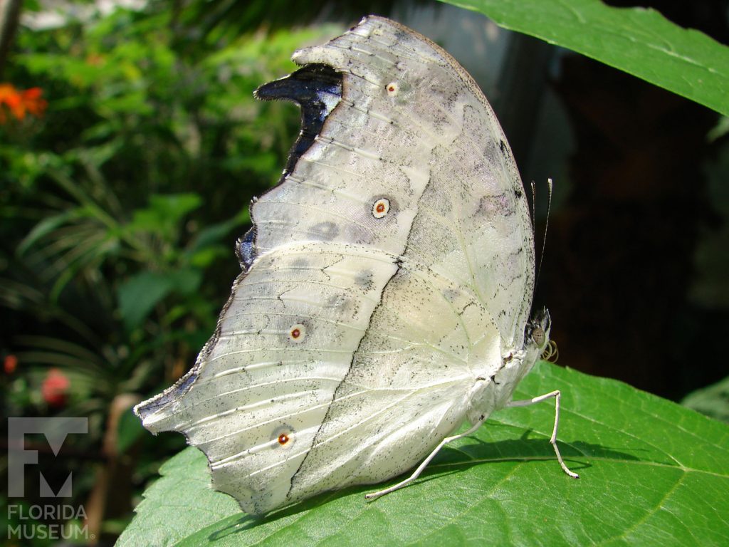 Forest Mother-of-Pearl Butterfly with its large wings closed. The butterfly is white/ cream with small grey spots and small eye-spots.