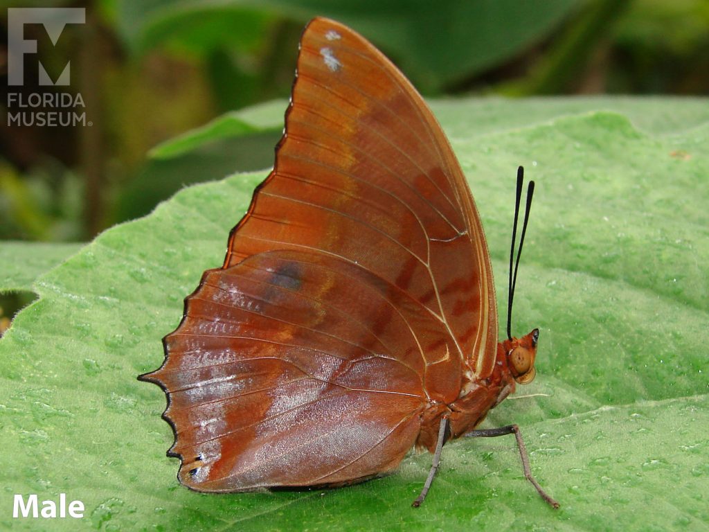Male Flame-bordered Charaxes butterfly with closed wings. Butterfly is mottled orange.