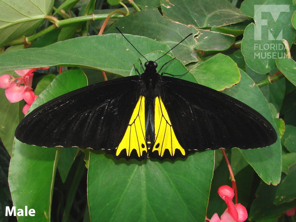 Male Common Birdwing butterfly with open wings. Butterfly’s wing in long and narrow. Upper wing is black, the lower wing is bright yellow.
