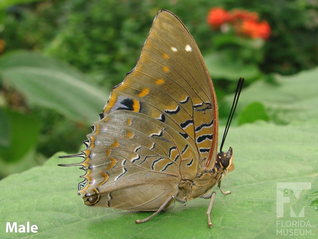 Male Blue spotted Charaxes Butterfly with closed wings is light brown/green with small orange and black markings.
