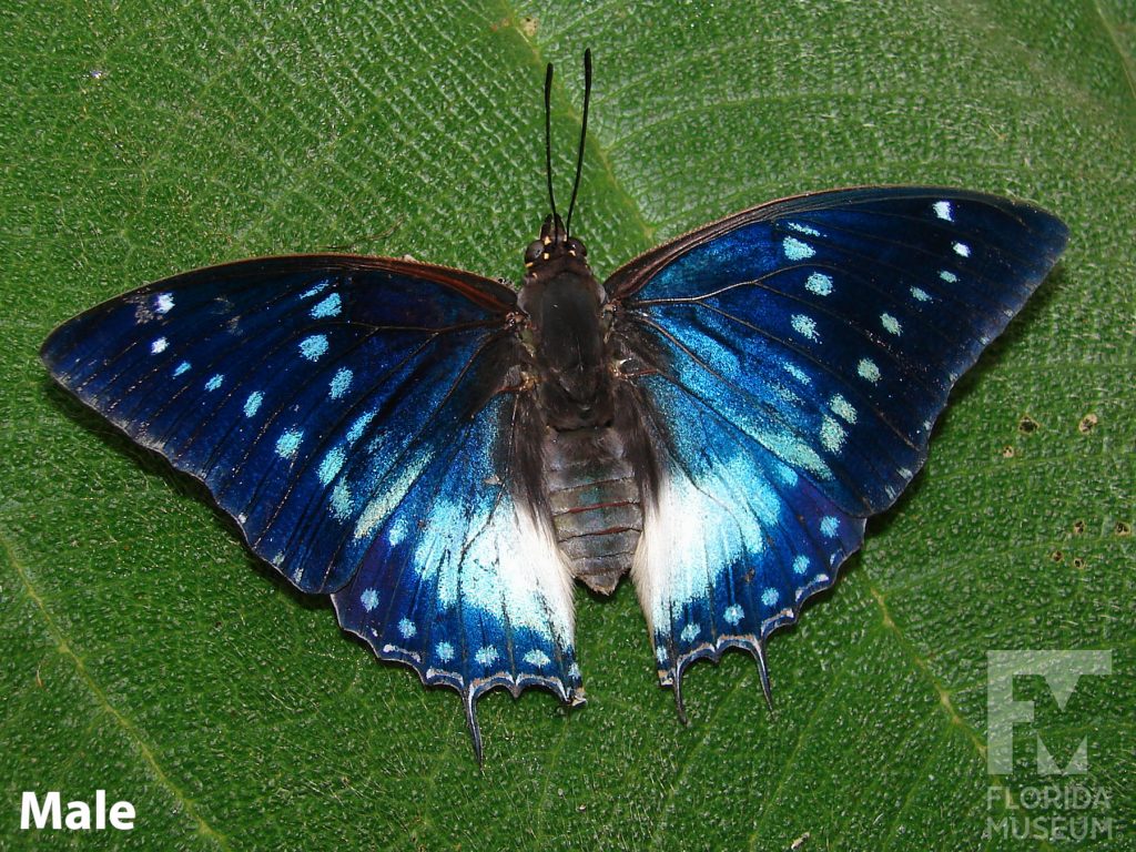 Male Blue spotted Charaxes Butterfly with open wings is blue with light blue spots.