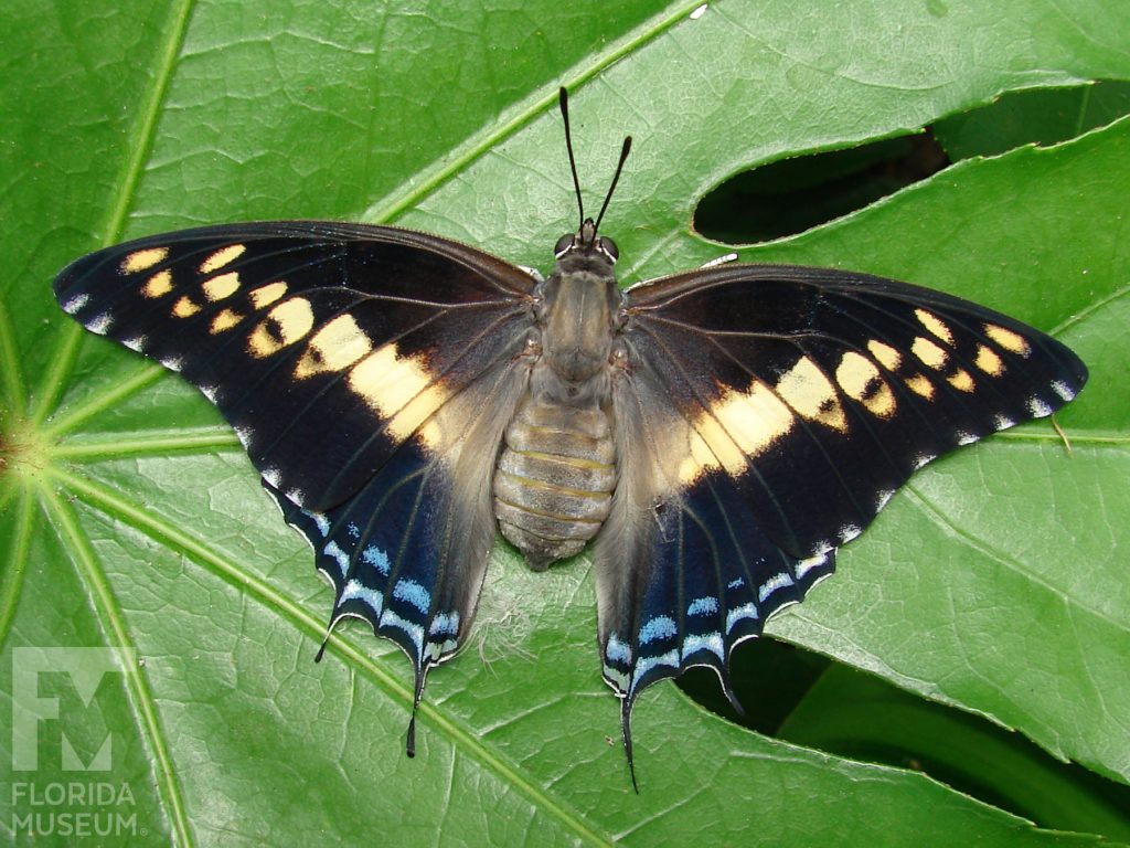 Giant Charaxes Butterfly with wings open. Male and female butterflies look similar. With its wings open butterfly is black with pale-yellow markings that form a band through the center of the wings. Small blue markings form two rows near the wing edges.