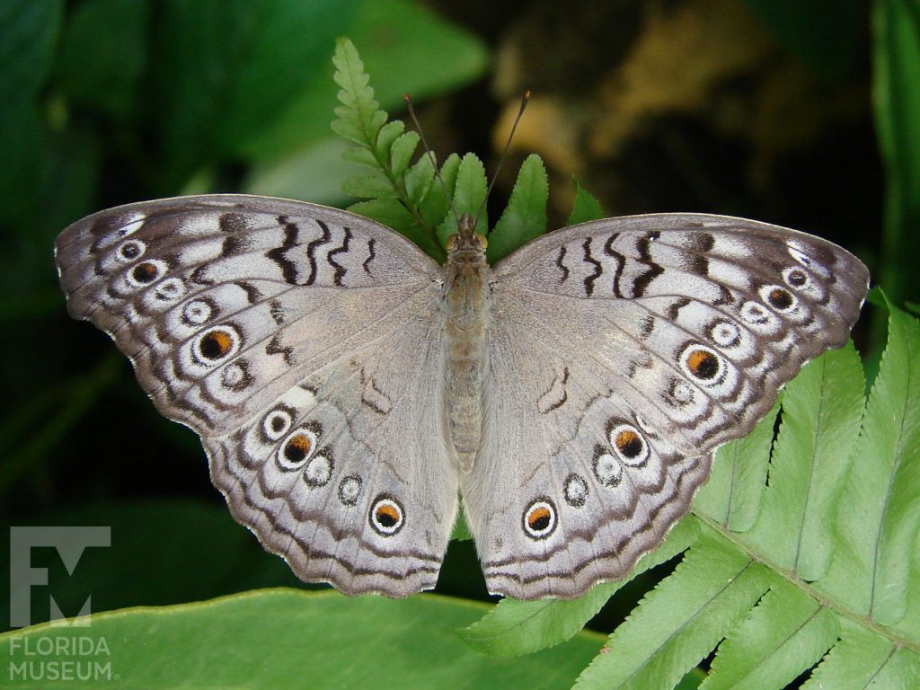 Grey Pansy Butterfly. Male and Female butterflies look similar. With wings open butterfly is grey with darker grey, white and brown markings and eye-spots, heavier along the wing edges.