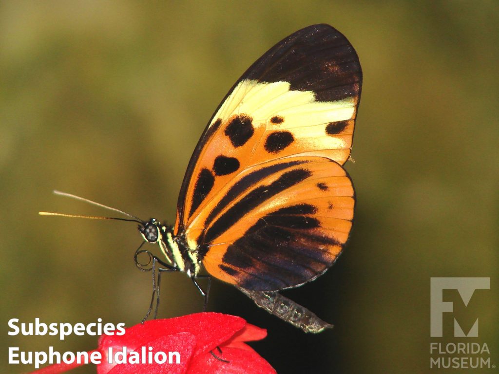 Subspecies Euphone Idalion Veriable Longwing butterfly with closed wings. All subspecies look similar with wings closed. Wings are orange with black tips, a white band runs between the orange center and the black tips. Many black spots and stripes run across the orange