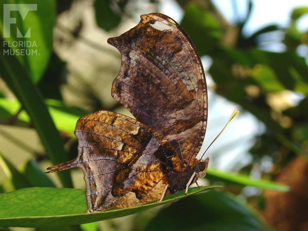 Pearly Leafwing Butterfly with wings closed. Male & female butterfly look similar. With wings closed the butterfly is mottled brown that looks like a leaf. The wings have several long points that gives the wings an irregular shape.