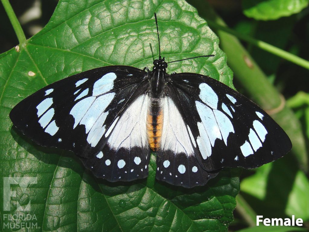 Female Forest Queen butterfly with open wings. Butterfly is black with pale blue markings and a tan body.