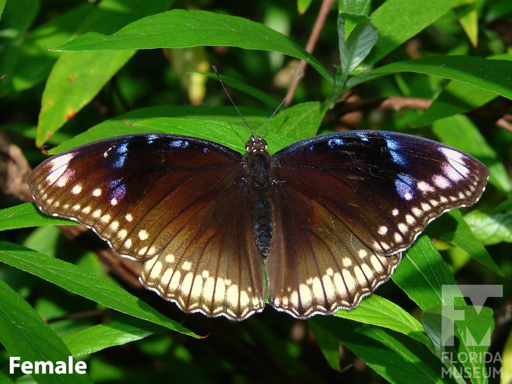 Female Great Eggfly butterfly with open wings. Butterfly is brown with white markings along the wing edges and faint blue markings
