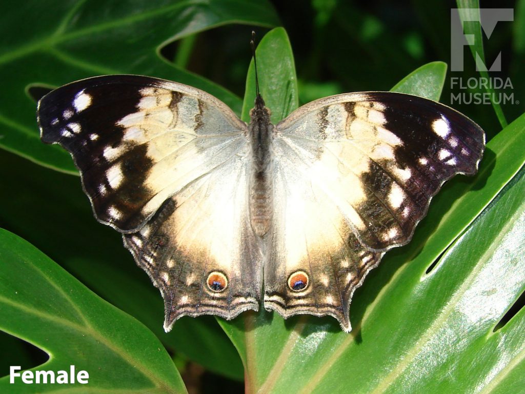 Female Clouded Mother-of-Pearl butterfly with open wings. Butterfly has large white/cream colored wings with black tips and edges.