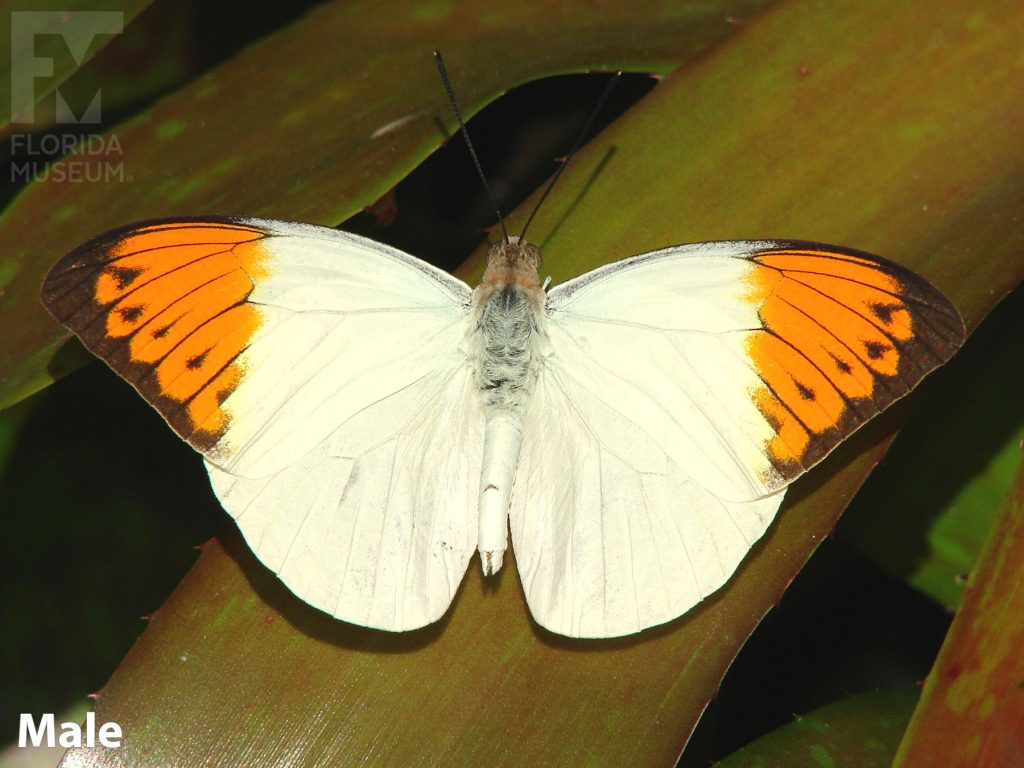 Male Great Orange Tip butterfly with open wings. Butterfly is white with bright orange tips.