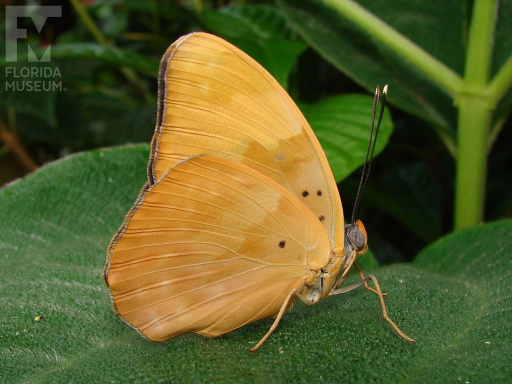 Gold-banded Forester butterfly with wings closed. Butterfly is a orange-yellow with faint markings