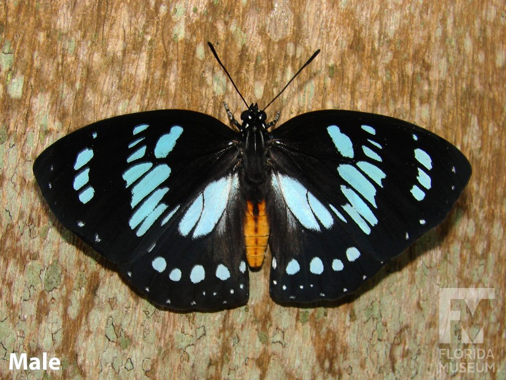 Male Forest Queen butterfly with open wings. Butterfly is black with vibrant blue markings and a tan body.