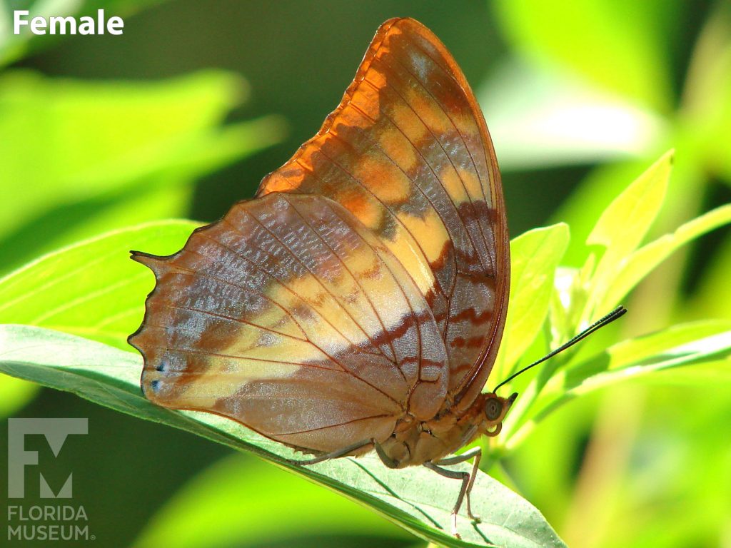 Female Flame-bordered Charaxes butterfly with closed wings. Butterfly is mottled orange with lake orange stripes.